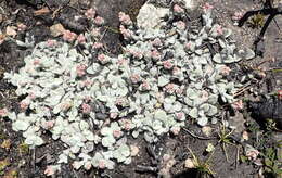 Image de Helichrysum rotundifolium (Thunb.) Less.