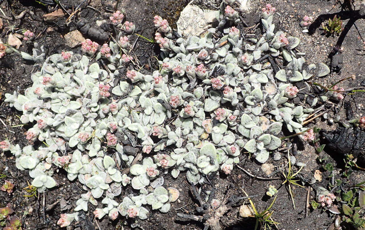 Image de Helichrysum rotundifolium (Thunb.) Less.