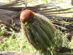 Image of Melocactus intortus subsp. intortus