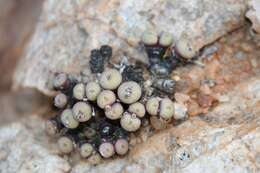 Image of Conophytum jucundum subsp. jucundum