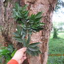 Sivun Acosmium panamense (Benth.) Yakovlev kuva