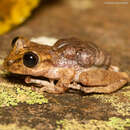 صورة Flectonotus pygmaeus (Boettger 1893)