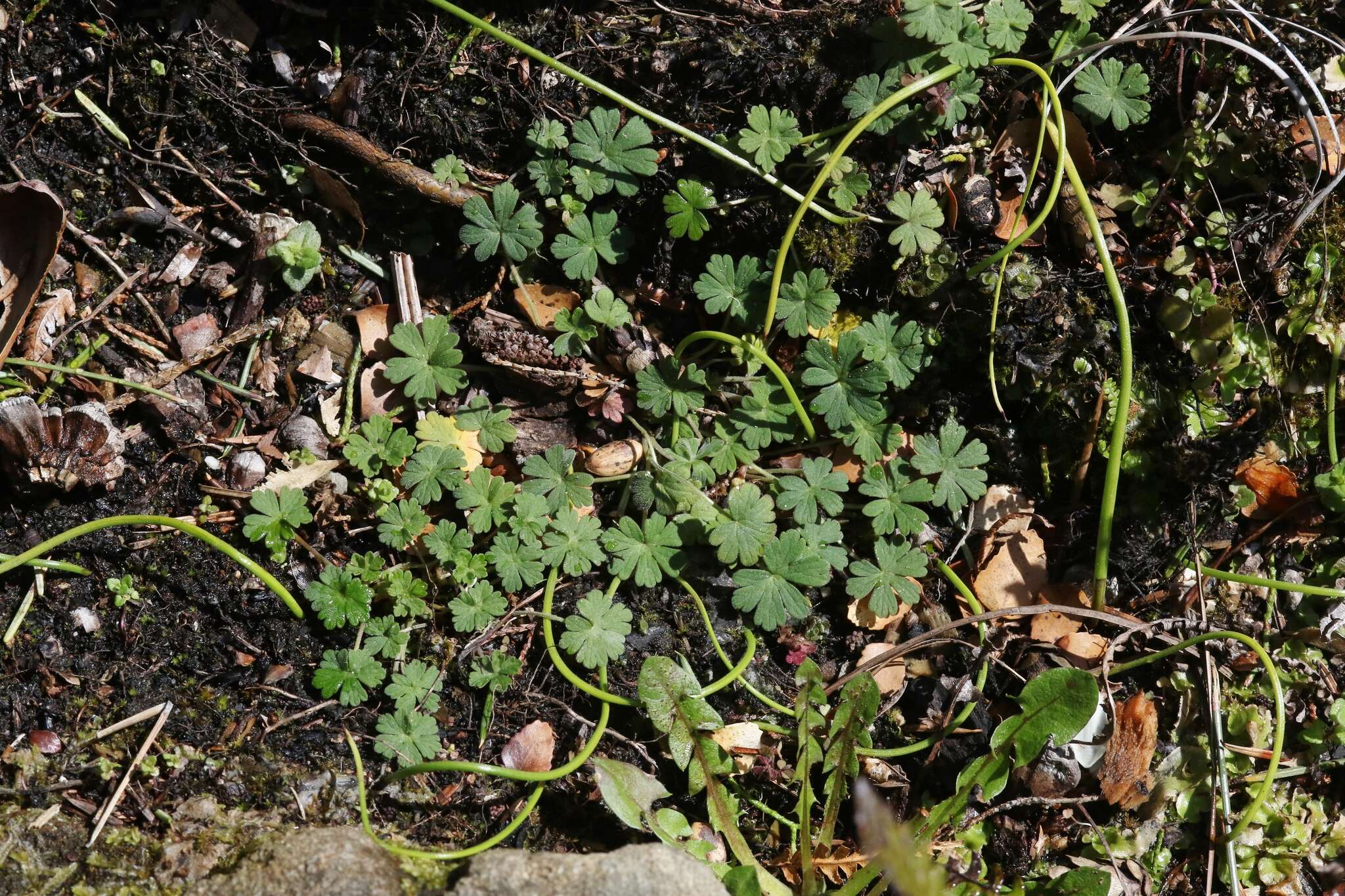 Image of cinquefoil geranium