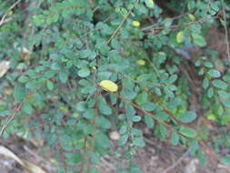 Image of Phyllanthus cochinchinensis Spreng.