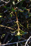 Imagem de Coprosma kirkii Cheeseman