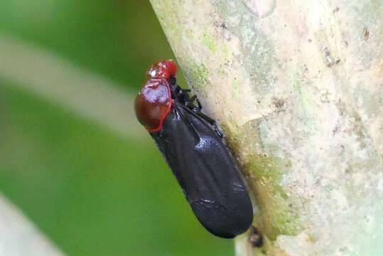 Image of Simeliria funeralis (Butler 1874)