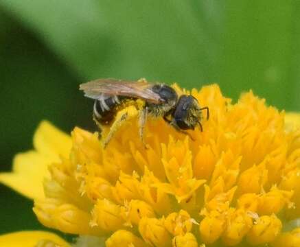 Image of Halictus ligatus Say 1837