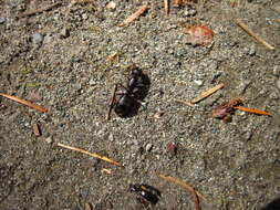 Image of (Western) black carpenter ant