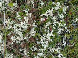 Image of Curled Snow Lichen