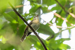 Image of Cyornis olivaceus olivaceus Hume 1877