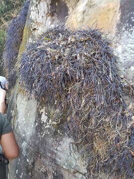 Image de Xerophyta elegans (Balf.) Baker