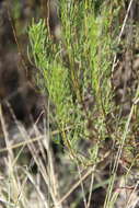 صورة Artemisia salsoloides Willd.