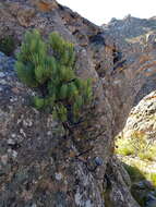 Image of Protea aristata Phillips