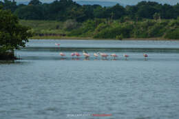 Image of Roseate Spoonbill