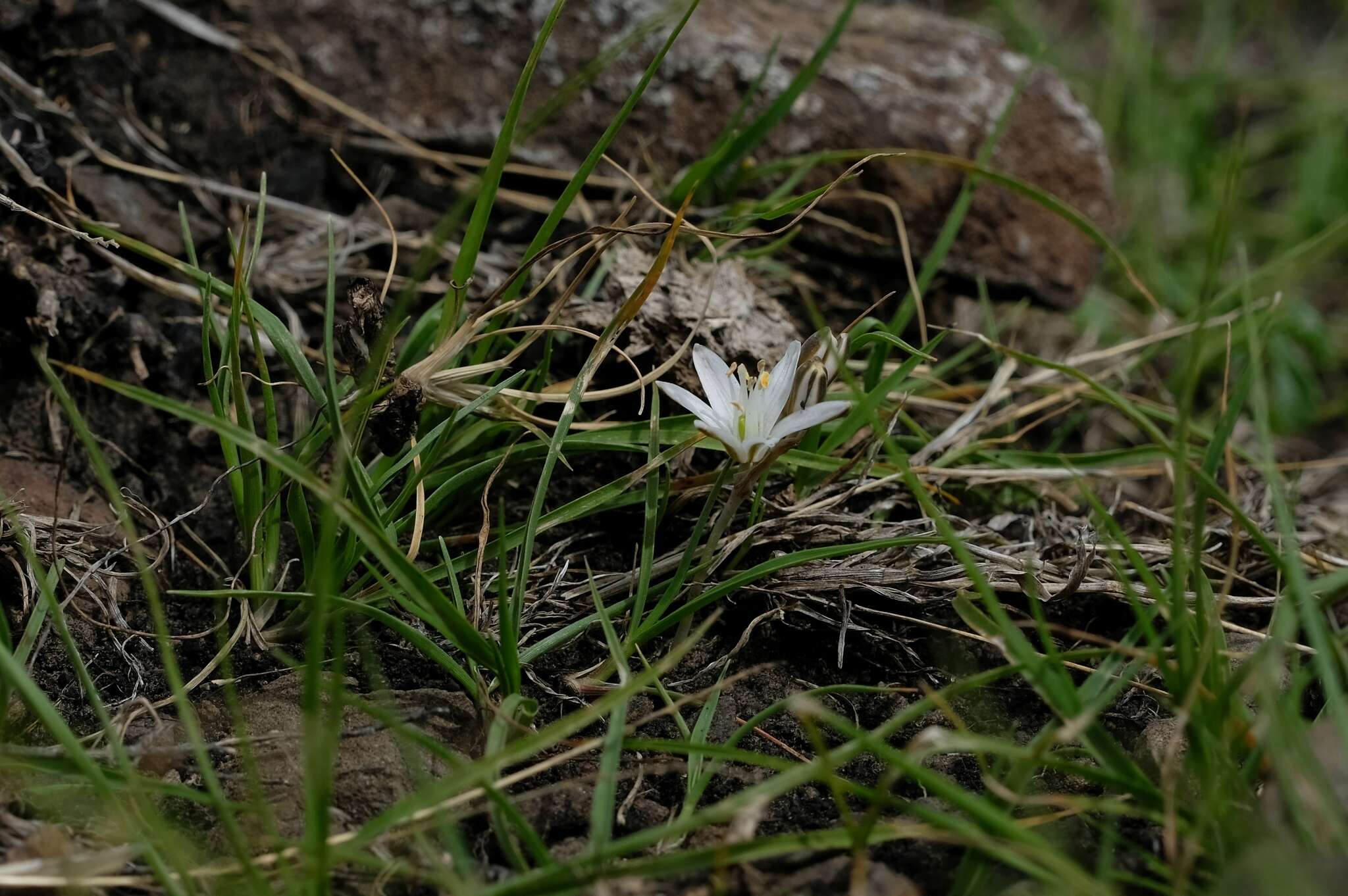 Image of Ornithogalum sephtonii Hilliard & B. L. Burtt