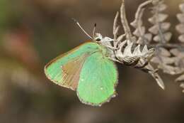 Image of Callophrys dumetorum perplexa Barnes & Benjamin 1933