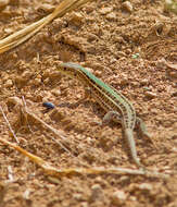 Image of Balkan Wall Lizard