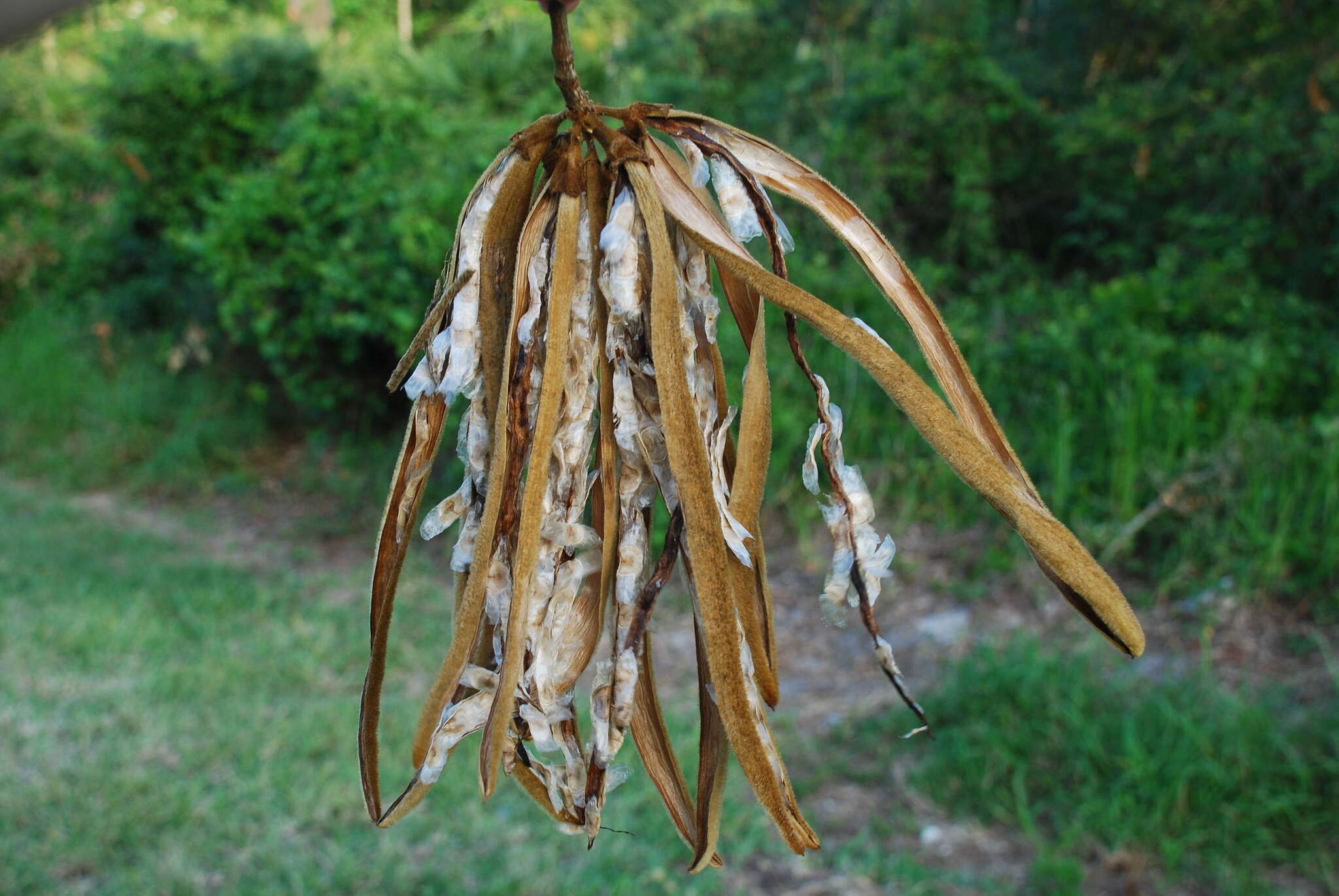 Image of Golden trumpet tree