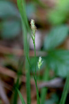 Image of slender woodland sedge