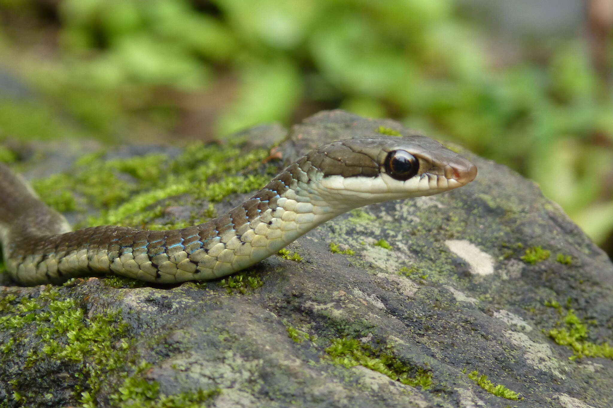 Sivun Dendrelaphis tristis (Daudin 1803) kuva