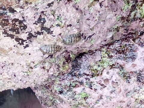 Image of smooth Panama chiton