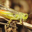 Chorthippus (Glyptobothrus) apicalis (Herrich-Schäffer 1840) resmi