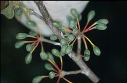 Image of Guatteria ramiflora (D. R. Simpson) Erkens & Maas