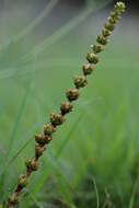 Image of Crassula capitella subsp. nodulosa (Schönl.) Tölken