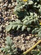 Image of Playa Yellow Scorpion-Weed