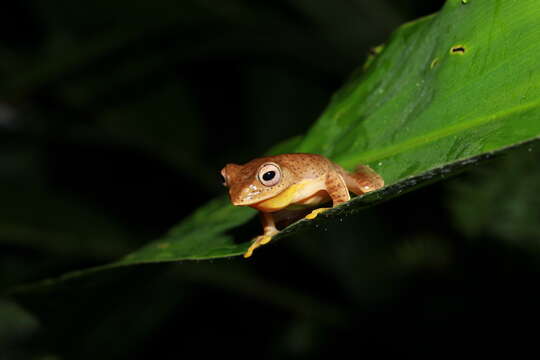 Image of Namdapha bush frog