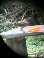 Image of Gray-headed Chachalaca