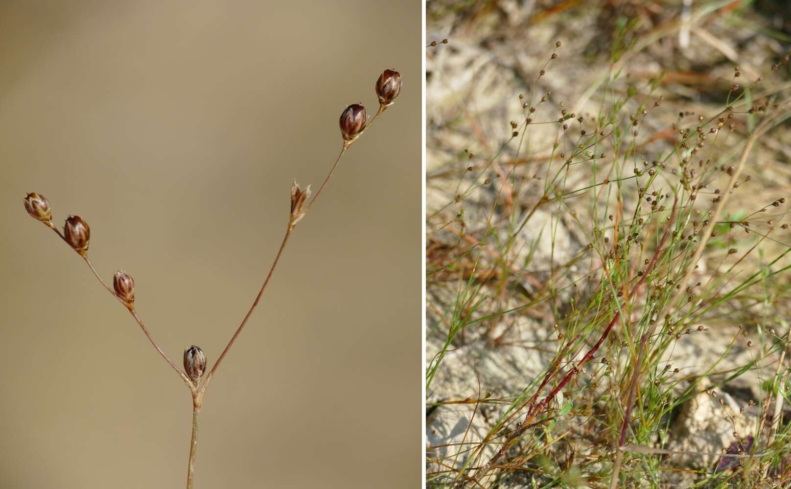 Image of sand rush