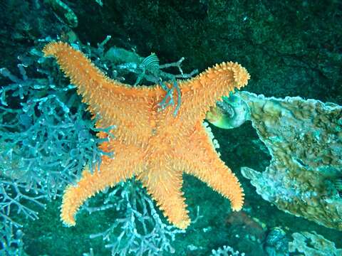 Image of Arctic cushion star