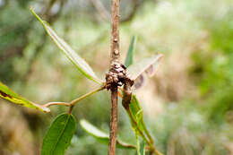 Imagem de Akebia trifoliata subsp. australis (Diels) Shimizu