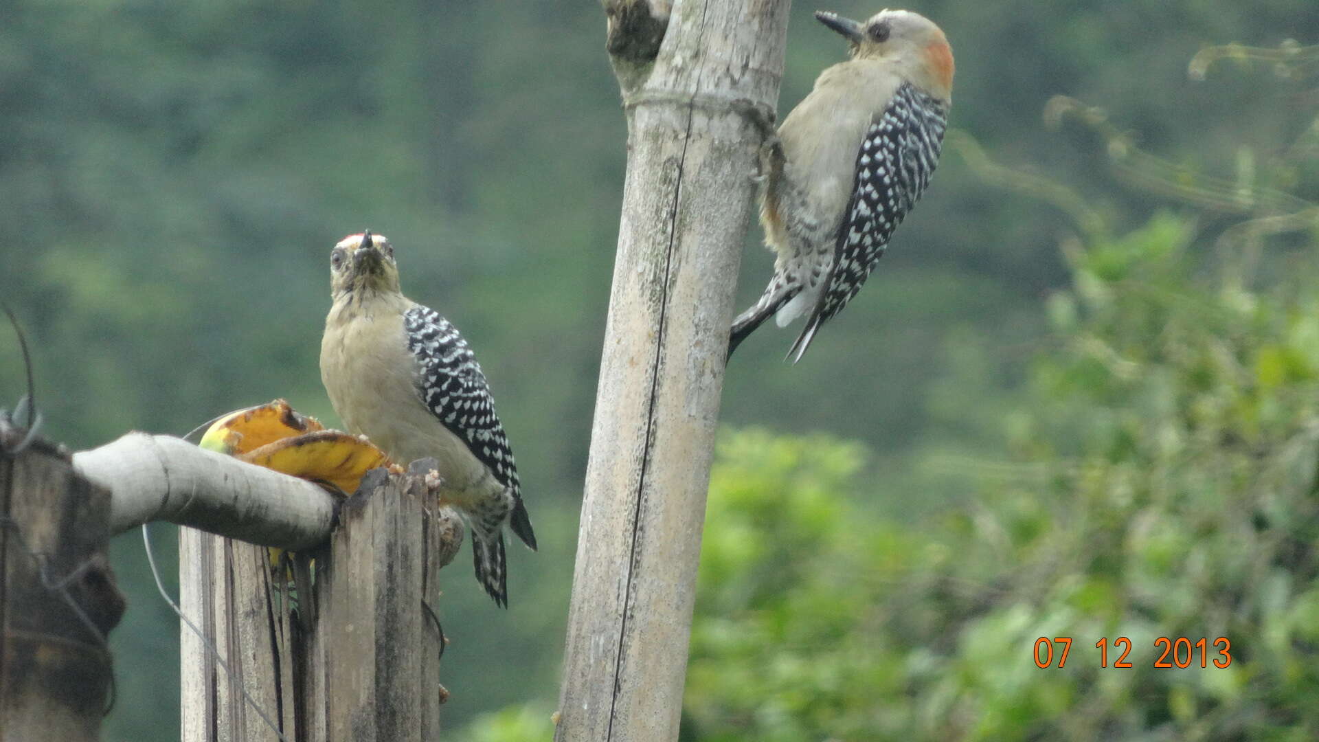 Image of Red-crowned Woodpecker