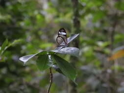 Image of Andromica clearwing