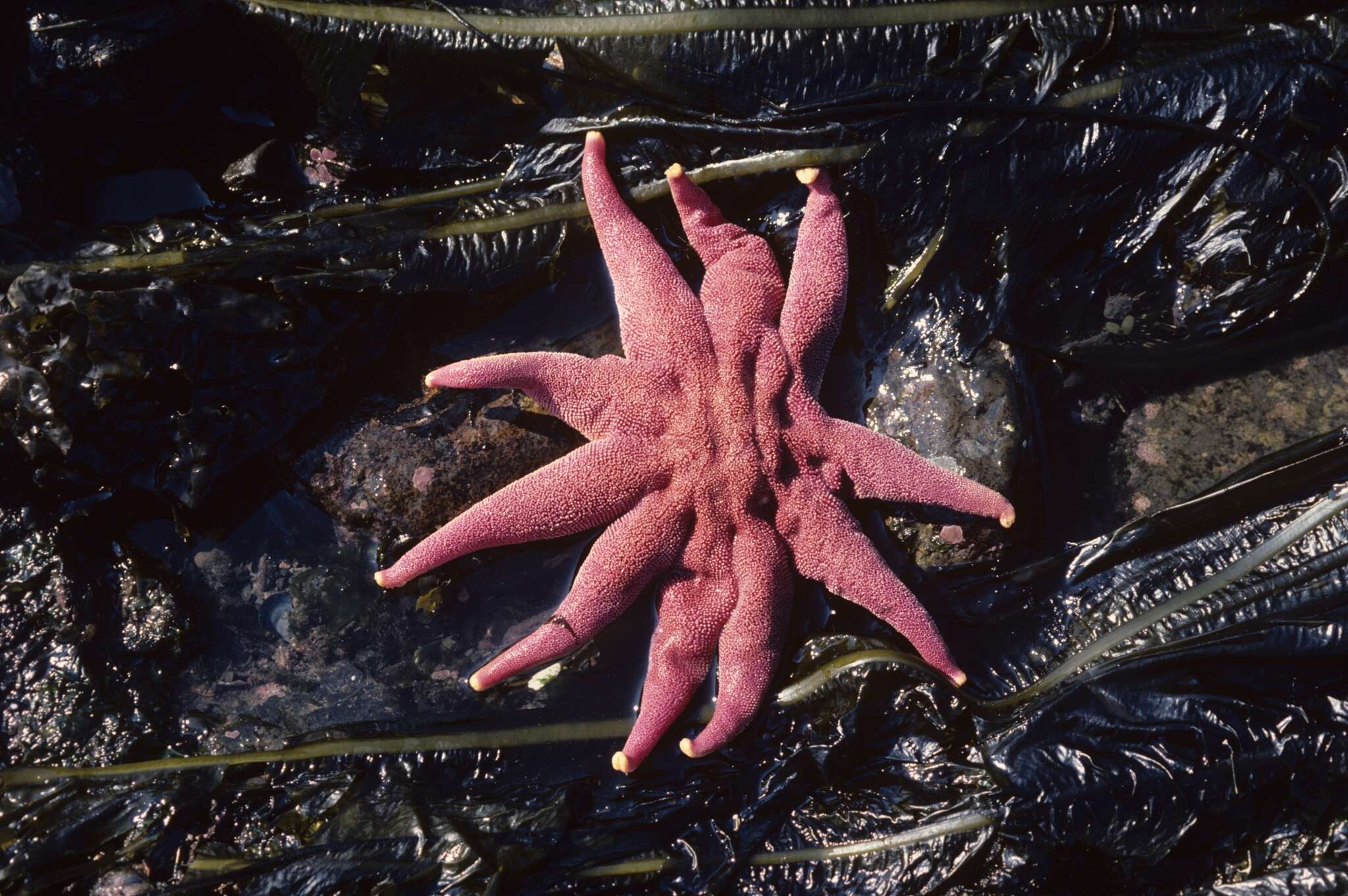 Image of Purple Sun Star