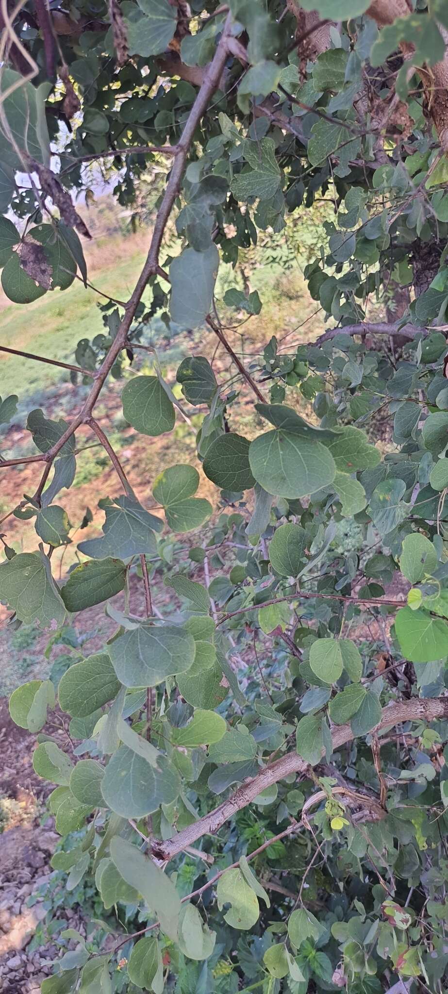 Imagem de Bauhinia racemosa Lam.