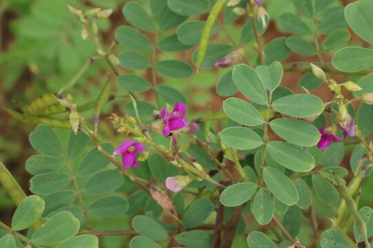 Sivun Tephrosia purpurea (L.) Pers. kuva