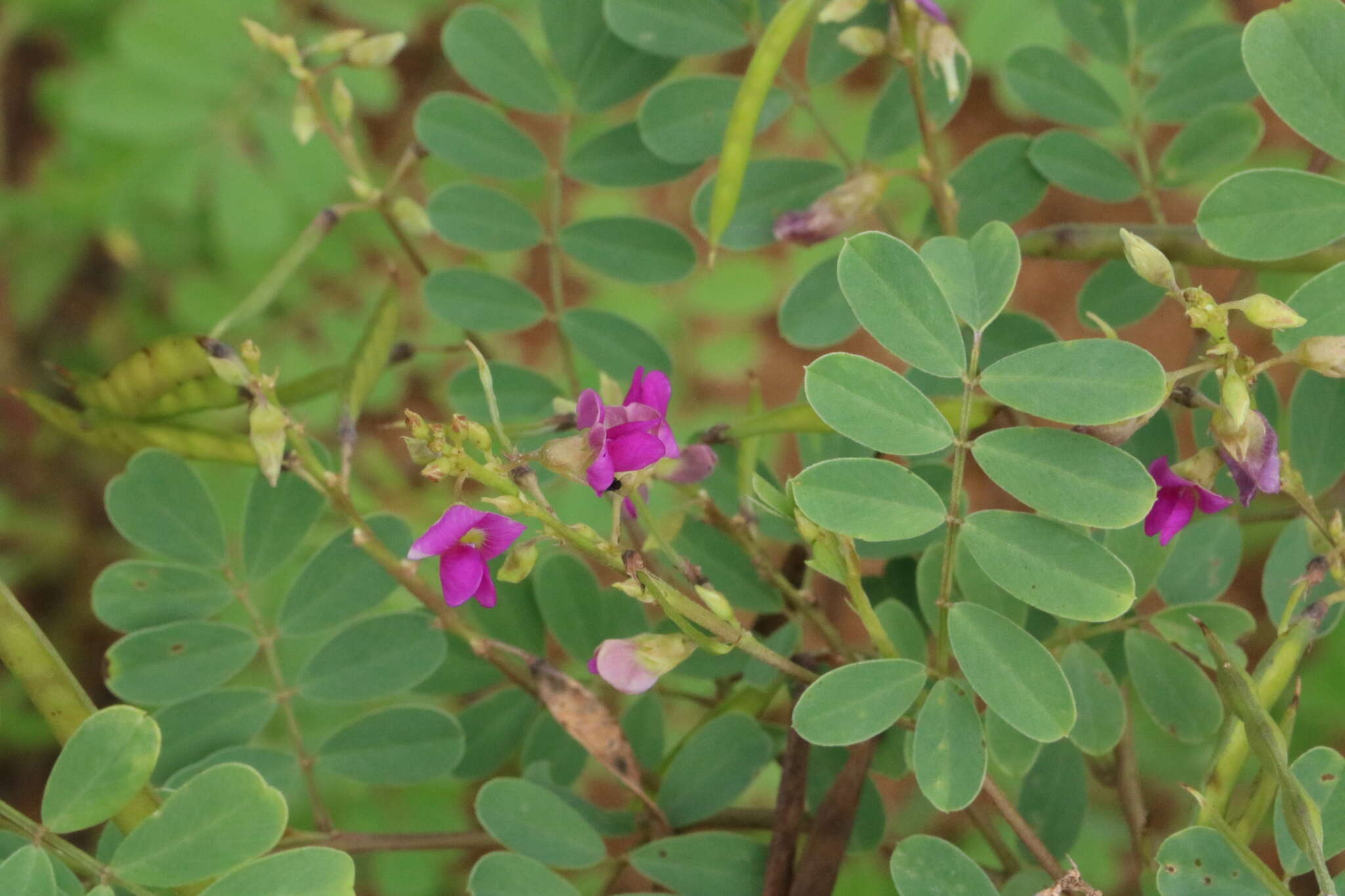 Image de Tephrosia purpurea (L.) Pers.