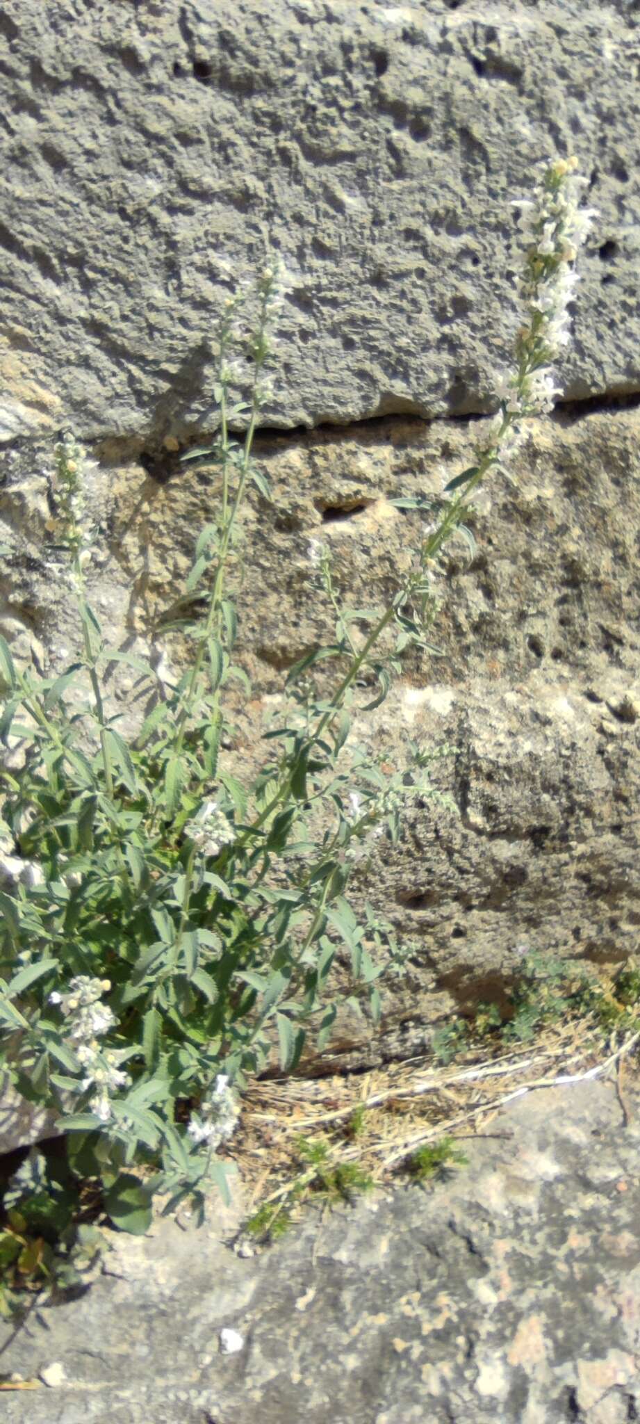 Image of Lesser Catmint