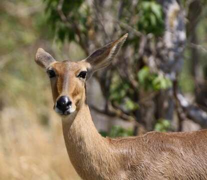 Image of Red Lechwe