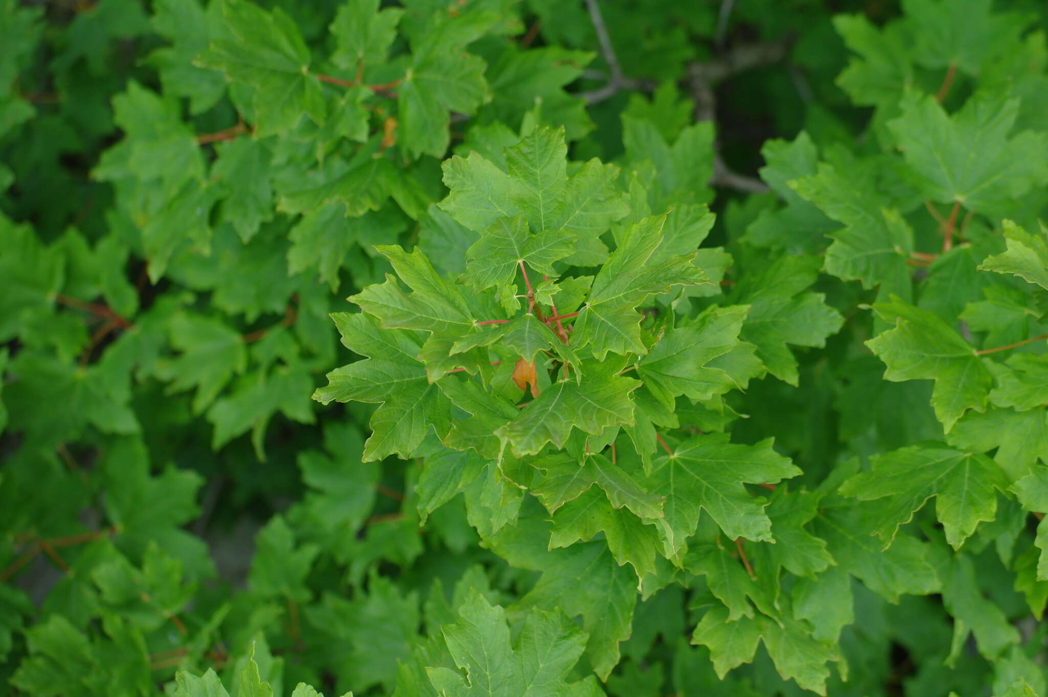 Acer hyrcanum subsp. stevenii (Pojark.) E. Murray的圖片