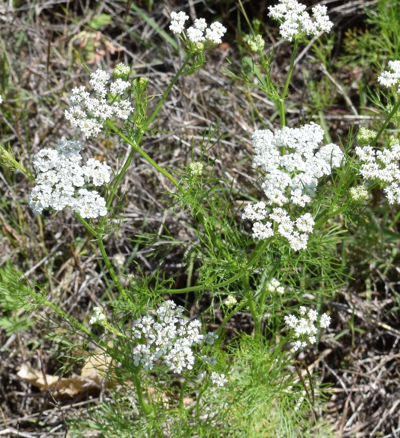 Image of prairie bishop