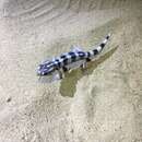 Image of Persian Wonder Gecko