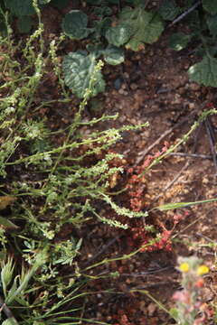 Image of sagebrush combseed