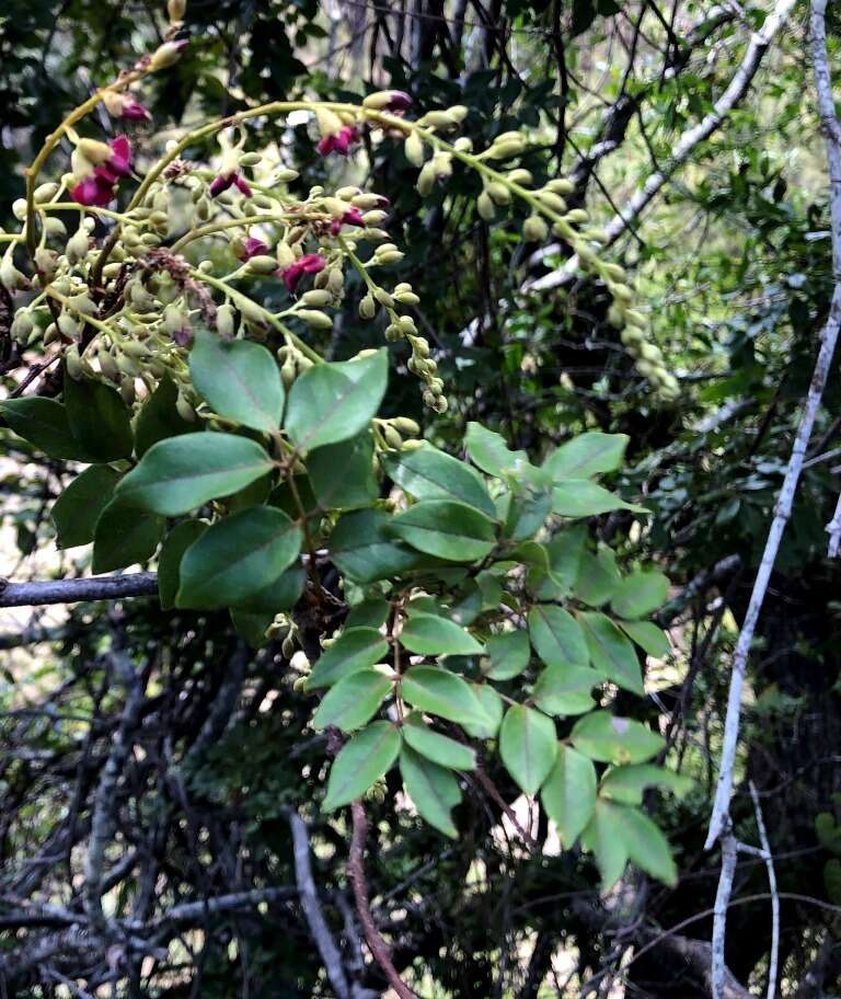 Plancia ëd Austrosteenisia blackii (F. Muell.) R. Geesink