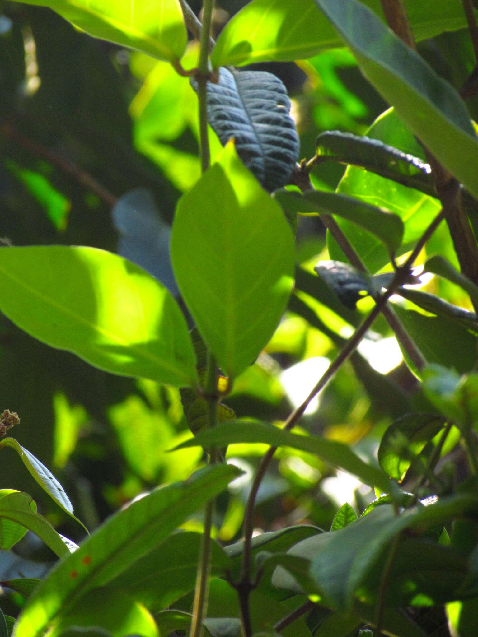 صورة Temnadenia odorifera (Vell.) J. F. Morales