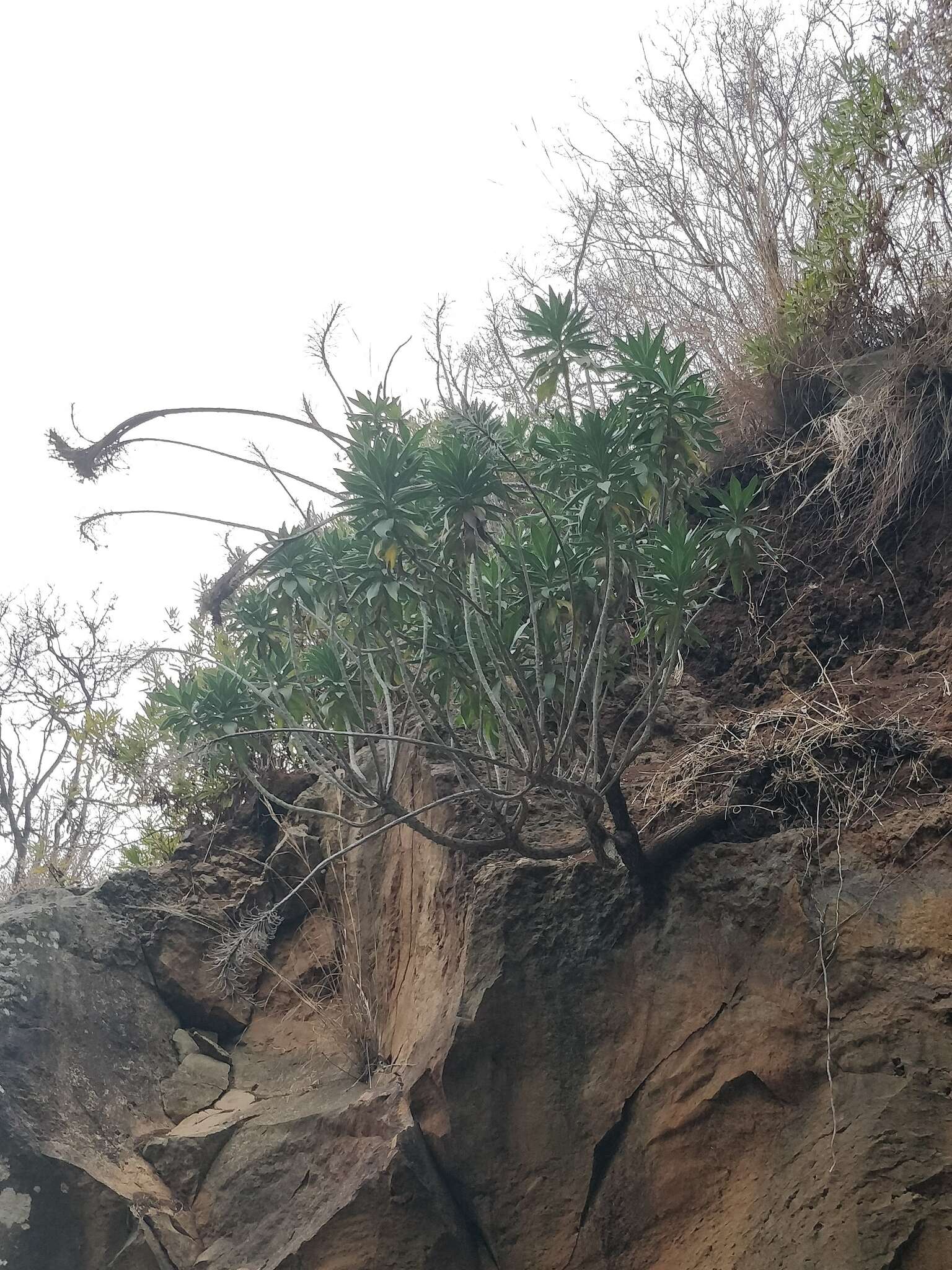 Слика од Echium nervosum Dryand. ex Ait.