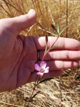 Image of Presidio clarkia